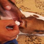 Casos de mordeduras de animales se incrementan por uso de pirotécnicos