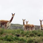 Alistan metodología para censar a vicuñas y guanacos