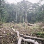Gobierno establece cuatro ejes prioritarios para combatir la deforestación