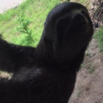 Guacamayos, monos, tucanes son rescatados en Loreto