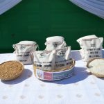INIA presentó nueva variedad de arroz resistente a plagas