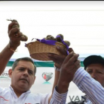 Presentan variedad de papa para combatir anemia y desnutrición en zonas altoandinas