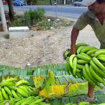 San Martín: Áreas instaladas de cultivos crecieron en 9% y de producción 26.13%