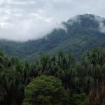 San Martín: Crean Área de Conservación Regional Bosques de Shunté y Misholo
