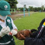 Vacunan aves en la selva central para prevenir enfermedad de Newcastle