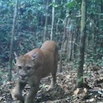 Registran con cámara trampa a felinos en el Parque Nacional Sierra del Divisor