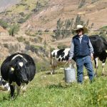 Arequipa: Mejora productividad lechera en Lluta