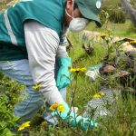 Ayacucho: Vigilancia fitosanitaria en 746 hectáreas para detección de roedores