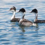 Conoce los 10 humedales Ramsar del Perú en áreas naturales protegidas