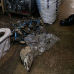 Decomisan más de 400 partes de animales silvestres en La Victoria