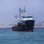 Desembarques de anchoveta superan en 63% promedio de los últimos tres años
