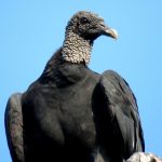 Lima y sus aves silvestres