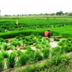 Impulsan una nueva visión agrícola para San Martín