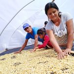Junín: Más de 750 familias de Pangoa mejoran su producción de café