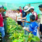 Mazamari: Devida cuenta con más de 400 mil plantones de cacao finos y aromáticos para ser sembrados