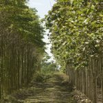 Minagri agrega tres indicadores forestales para impulsar el sector