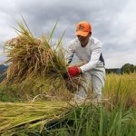Nueva variedad de arroz “San Isidro” rinde más de diez toneladas por hectárea