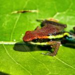 Programa de Monitoreo de Camisea registra 2 200 especies terrestres y acuáticas en Bajo Urubamba