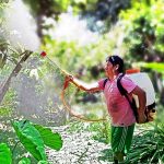San Martín: Reemplazan productos químicos por biofertilizantes en cultivos de cacao
