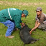 Senasa inició vacunación contra la peste porcina en Ayacucho