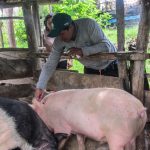 Amazonas: Vacunarán a más de 23 mil cerdos contra la peste porcina clásica