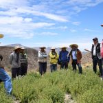 Arequipa: Capacitan a agricultores de Lluta para combatir plagas contra el orégano