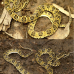 Descubren nueva especie de serpiente en el Parque Nacional Bahuaja Sonene