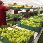 Exportaciones agrarias sumarían US$ 1,327 millones en primer bimestre de 2019