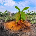 San Martín: En 2018 se instalaron 591 hectáreas de cacao en distritos de Pólvora y Campanilla