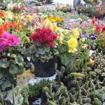 Huancayo: Alistan VII Festival de plantas forestales, ornamentales y frutales