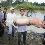Loreto será sede de la Expoamazónica 2019 y paiche será producto emblema