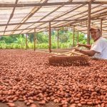 Cacao de Huánuco entre los siete mejores del país según el Programa Cacao de Excelencia