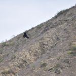 Piura: Culminó campaña de monitoreo del Cóndor en la Zona Reservada Illescas