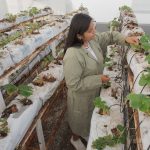 Pronabec: Profesionales podrán postular hasta el 31 de marzo a becas para maestrías en Tailandia