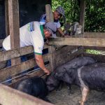 Realizan campaña de desparasitación de animales domésticos y de crianza en San Martín