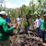 San Martín: Impulsan cambio de cultivos ilícitos por programas de desarrollo alternativo