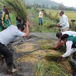San Martín: Prueban arroz ecológico en Rioja