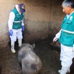 Senasa vacunará más de 23 mil cerdos en el primer semestre del año en Junín