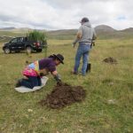 Siembran pinos en Junín