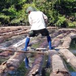 Ucayali: Recuperan 12 mil pies de madera en operativo contra tala ilegal