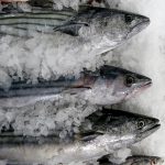Venderán pescados a precios económicos en Junín