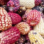 Bolivia: Urge proteger las semillas nativas