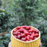 Café de Jaén y Villarica presentes en Feria Internacional de Cafés Especiales 2019