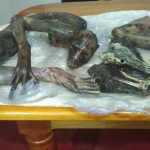 Decomisan carne de mono en mercado de Puerto Maldonado