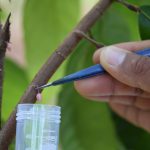 Desarrollan primer clon de cacao utilizando la técnica de microprogación