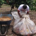 Determinan incidencia y severidad del mazorquero en el cultivo del cacao