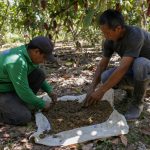 Devida recoge 125 muestras de suelo para mejorar producción de cacao en San Martín