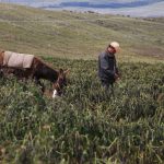 Junín: Capacitarán a campesinos sobre heladas y friaje
