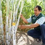 Mejoran producción de panela orgánica en valles interandinos de Piura, Lambayeque y Cajamarca