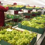 Minagri: Exportaciones de uva siguen en alza